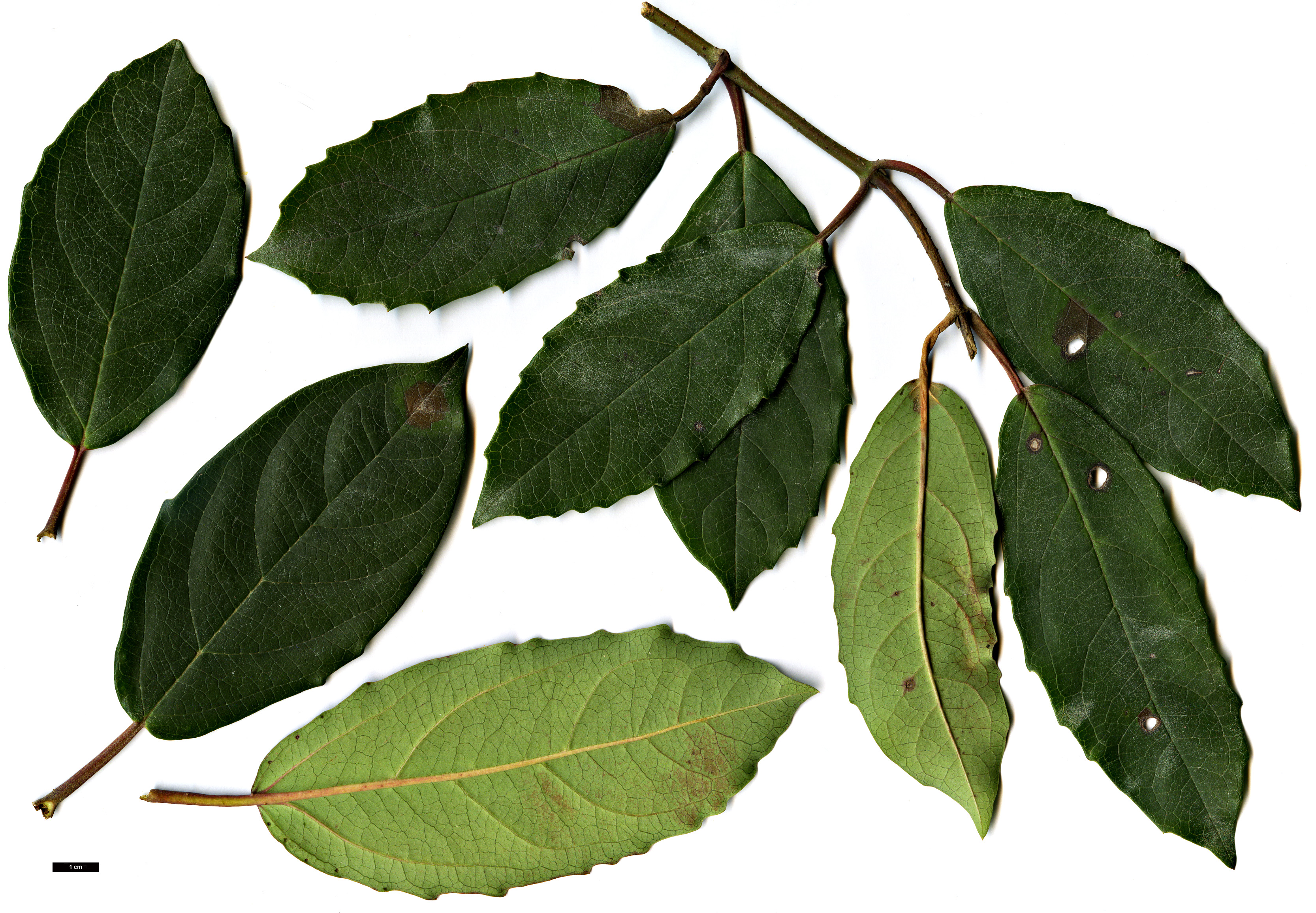 High resolution image: Family: Adoxaceae - Genus: Viburnum - Taxon: coriaceum